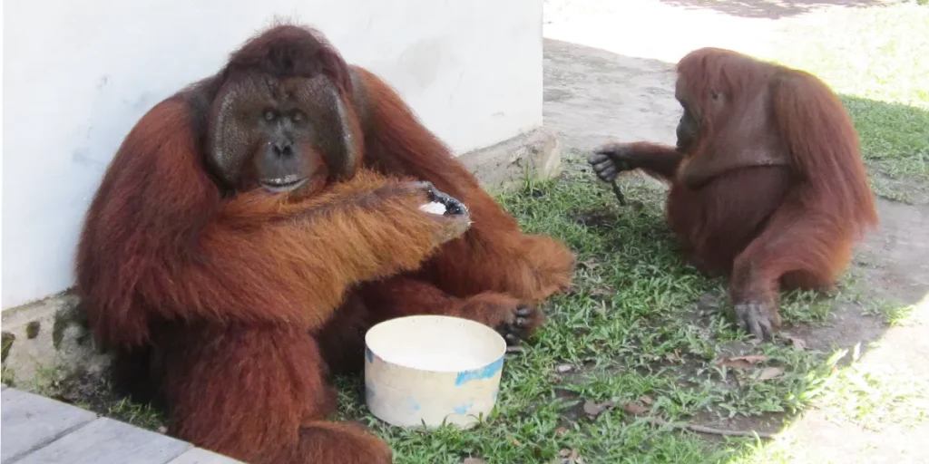 Orangutan Tanjung Puting National Park by Sarkani
